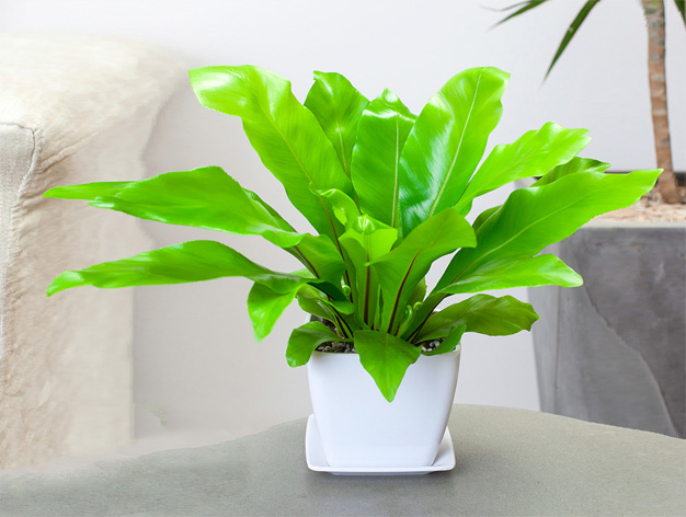 http://m.nbniu.com北京花卉租擺公司北京綠植租賃公司   
