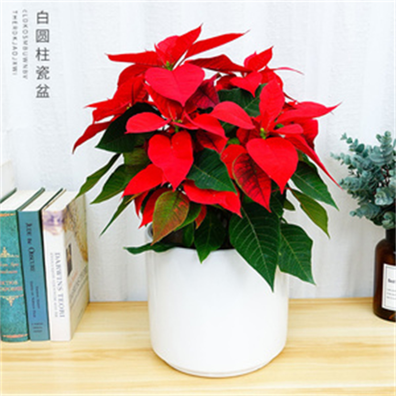 http://m.nbniu.com北京辦公室花卉租擺公司