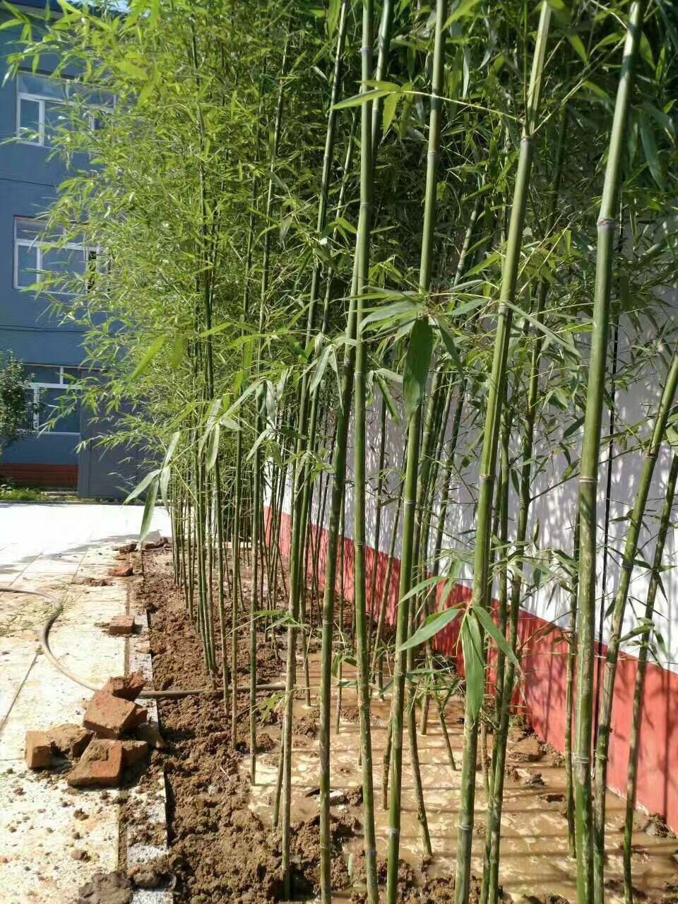 北京花卉租擺公司的時令花卉如何養護?