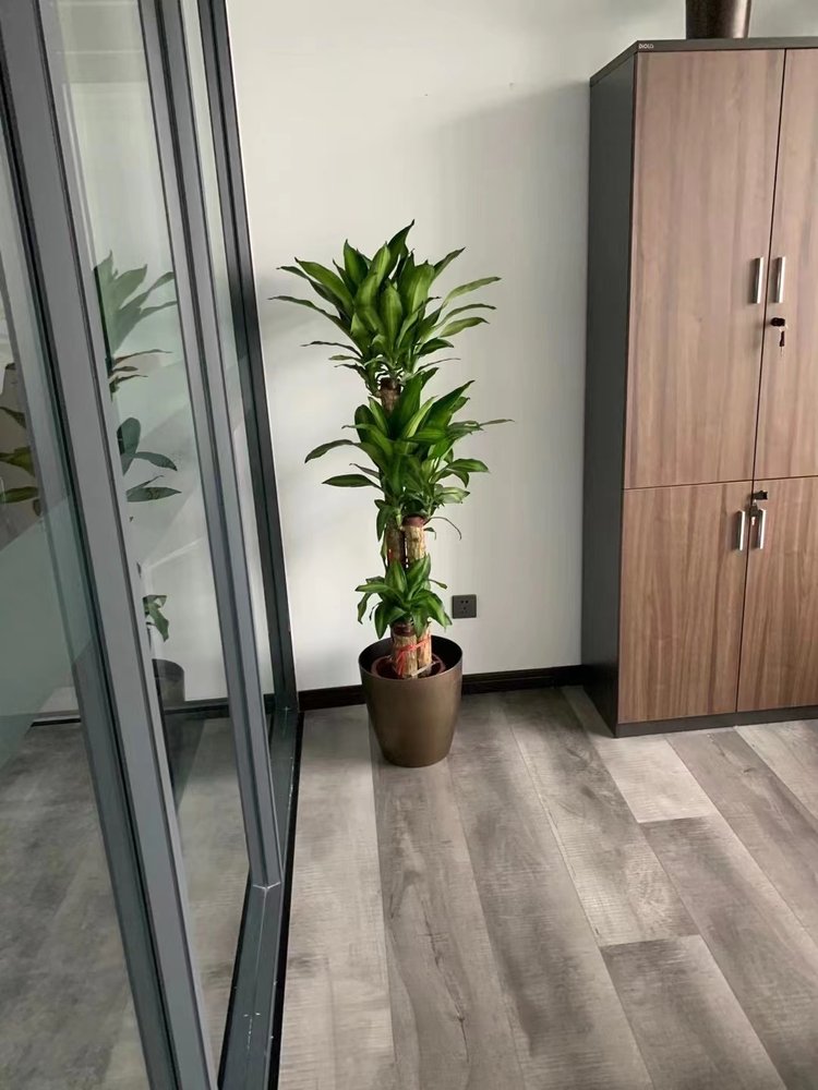 客廳養花草綠植適合什么樣的綠植